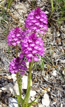 Mattinata, orchide selvatiche