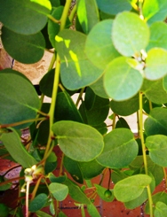 Foglie di cappero