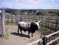 Toro maremmano