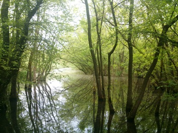 Punte Alberete