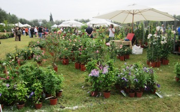 Landriana
