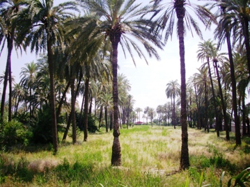  Orihuela, palmeto 