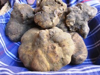 San Giovanni d'Asso, tartufo bianco