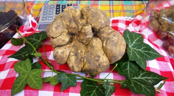 Tartufo bianco in mostra